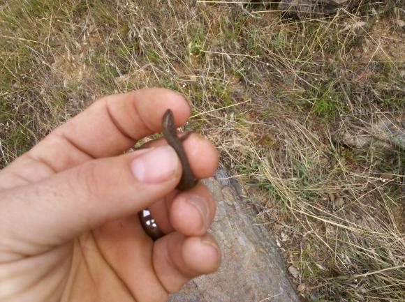 Sierra Night Lizard (Xantusia sierrae)