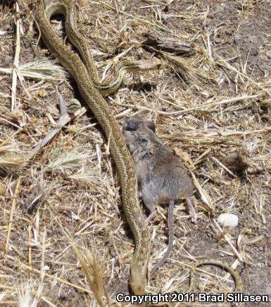 Santa Cruz Gopher Snake (Pituophis catenifer pumilus)