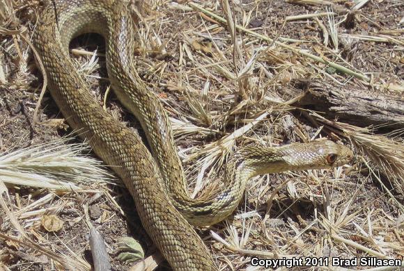 Santa Cruz Gopher Snake (Pituophis catenifer pumilus)