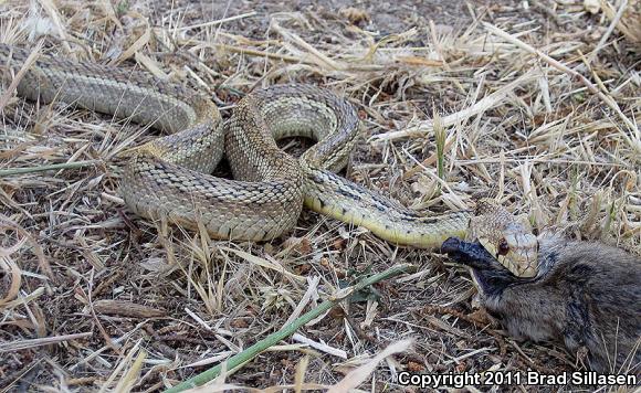 Santa Cruz Gopher Snake (Pituophis catenifer pumilus)