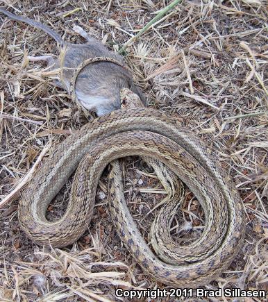 Santa Cruz Gopher Snake (Pituophis catenifer pumilus)