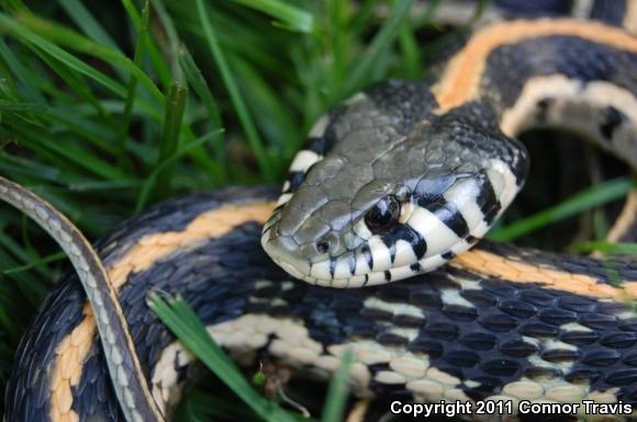 Eastern Black-necked Gartersnake (Thamnophis cyrtopsis ocellatus)