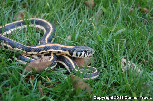 Eastern Black-necked Gartersnake (Thamnophis cyrtopsis ocellatus)