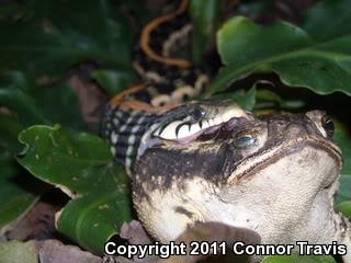 Eastern Black-necked Gartersnake (Thamnophis cyrtopsis ocellatus)