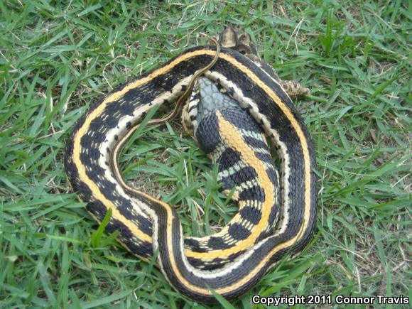 Eastern Black-necked Gartersnake (Thamnophis cyrtopsis ocellatus)