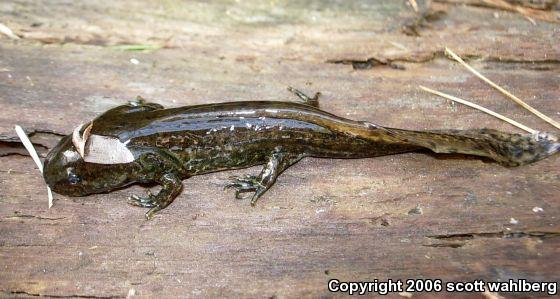 Mole Salamander (Ambystoma talpoideum)