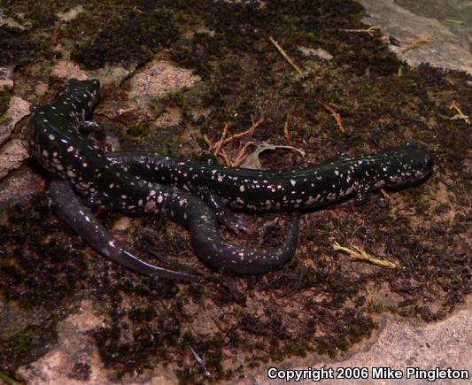 Northern Slimy Salamander (Plethodon glutinosus)