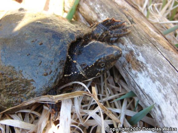 Eastern Musk Turtle (Sternotherus odoratus)