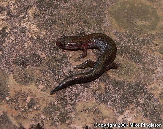 Northern Zigzag Salamander (Plethodon dorsalis)