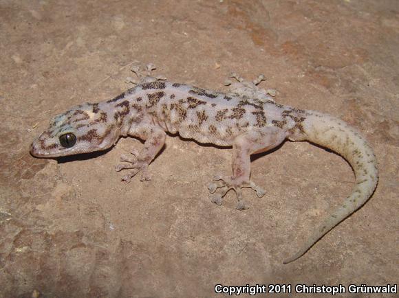 San Lucan Gecko (Phyllodactylus unctus)