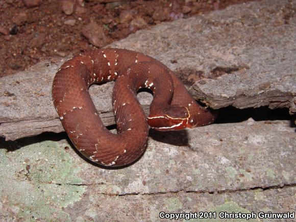 Mexican Cantil (Agkistrodon bilineatus bilineatus)