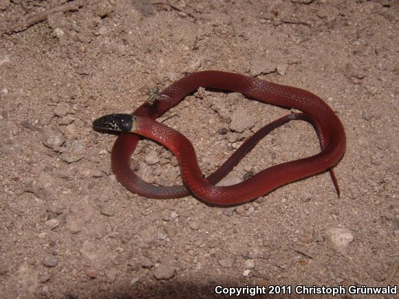 Stripeless Snake (Coniophanes lateritius)