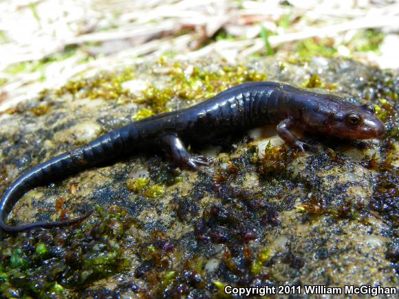 Carolina Mountain Dusky Salamander (Desmognathus carolinensis)