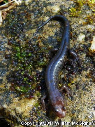 Carolina Mountain Dusky Salamander (Desmognathus carolinensis)