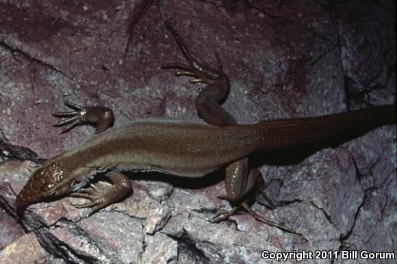 Canyon Spotted Whiptail (Aspidoscelis burti burti)