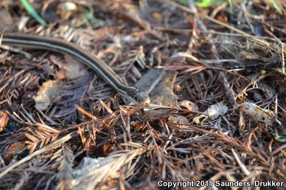 Red-striped Ribbonsnake (Thamnophis proximus rubrilineatus)