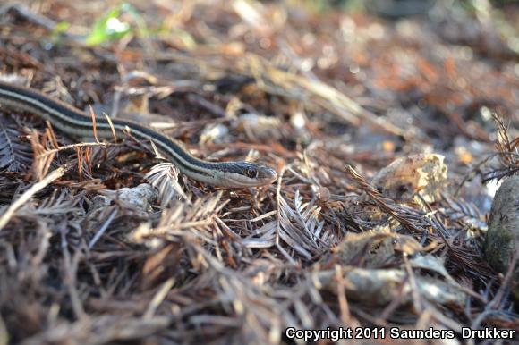 Red-striped Ribbonsnake (Thamnophis proximus rubrilineatus)