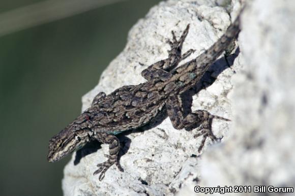 Big Bend Tree Lizard (Urosaurus ornatus schmidti)