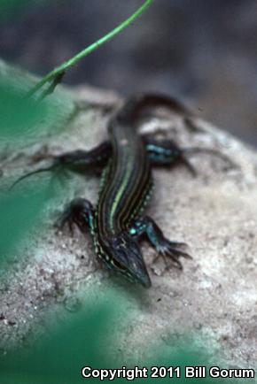 Western México Whiptail (Aspidoscelis costata)