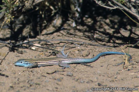 Plains Striped Whiptail (Aspidoscelis inornata llanuras)