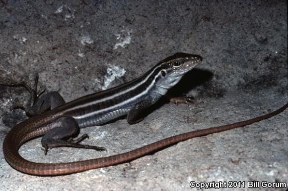 Canyon Spotted Whiptail (Aspidoscelis burti burti)