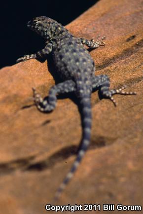 Big Bend Canyon Lizard (Sceloporus merriami annulatus)