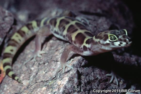 Sonoran Banded Gecko (Coleonyx variegatus sonoriensis)