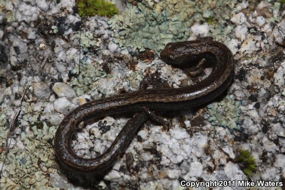 Kern Canyon Slender Salamander (Batrachoseps simatus)