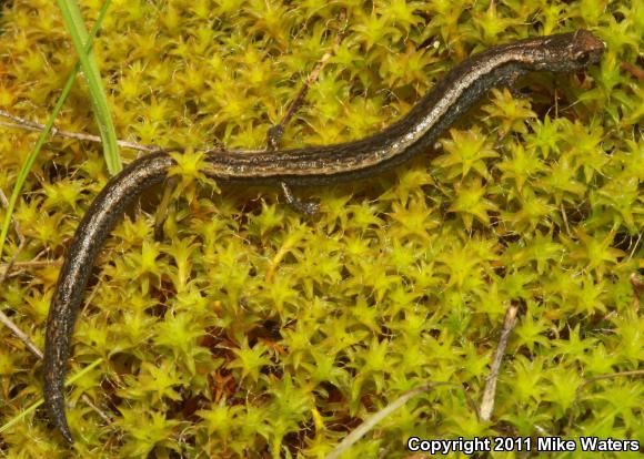 Kern Canyon Slender Salamander (Batrachoseps simatus)