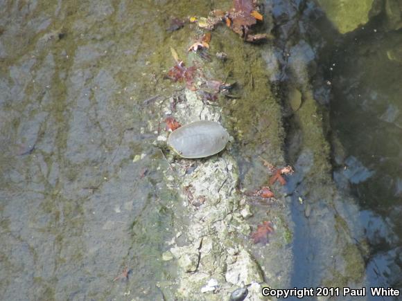 Pallid Spiny Softshell (Apalone spinifera pallida)