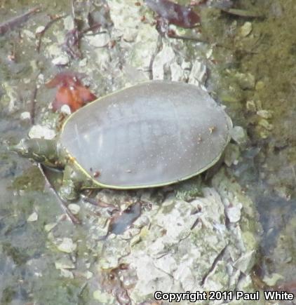 Pallid Spiny Softshell (Apalone spinifera pallida)