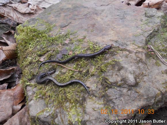 Southern Ravine Salamander (Plethodon richmondi)