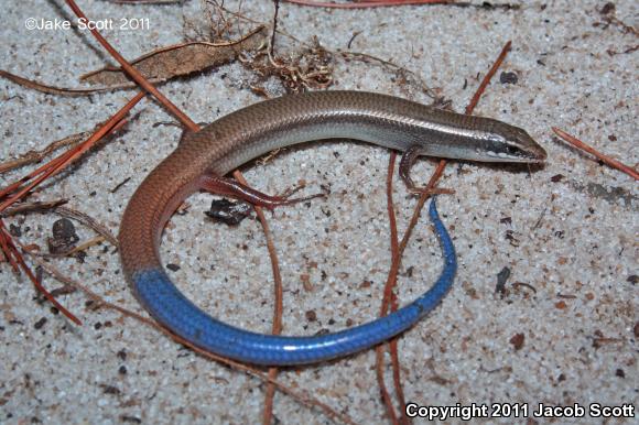 Bluetail Mole Skink (Plestiodon egregius lividus)