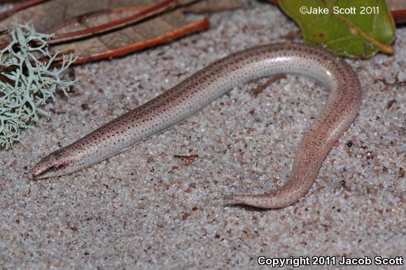 Sand Skink (Plestiodon reynoldsi)