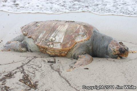 Loggerhead Sea Turtle (Caretta caretta)