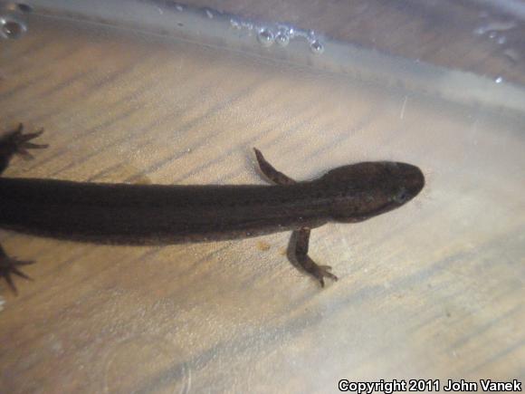 Many-lined Salamander (Stereochilus marginatus)