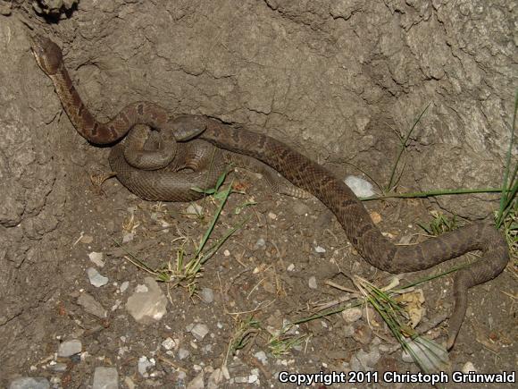 Tamaulipan Rock Rattlesnake (Crotalus lepidus morulus)