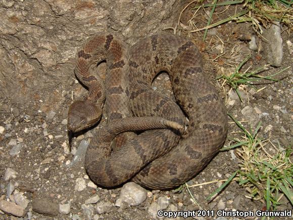 Tamaulipan Rock Rattlesnake (Crotalus lepidus morulus)