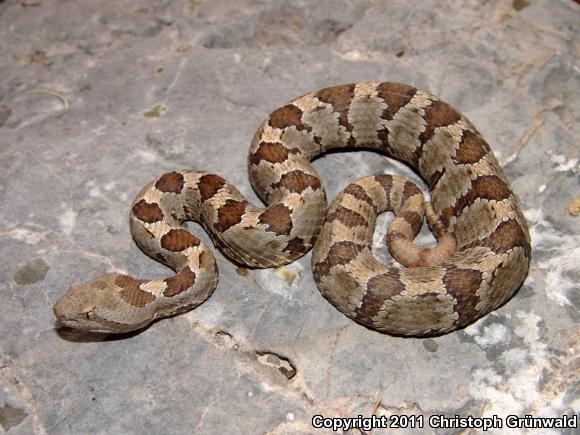 Queretaran Dusky Rattlesnake (Crotalus aquilus)