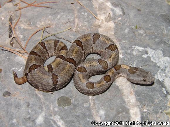 Queretaran Dusky Rattlesnake (Crotalus aquilus)