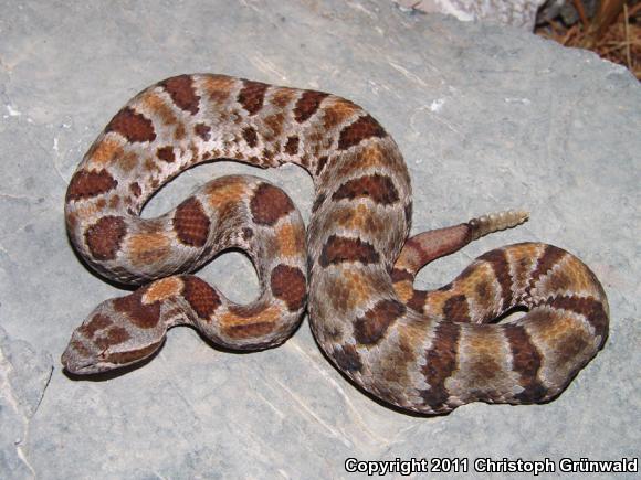 Queretaran Dusky Rattlesnake (Crotalus aquilus)