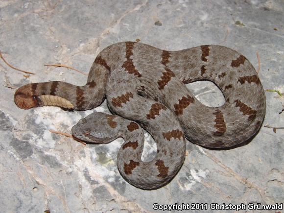 Queretaran Dusky Rattlesnake (Crotalus aquilus)