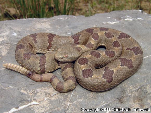 Queretaran Dusky Rattlesnake (Crotalus aquilus)