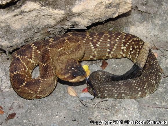 Mexican Black-tailed Rattlesnake (Crotalus molossus nigrescens)