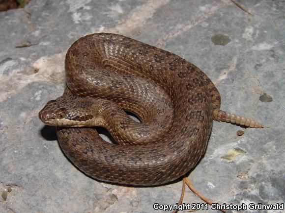 Eastern Twin-spottd Rattlesnake (Crotalus pricei miquihuanus)