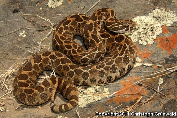 Mexican Lancehead Rattlesnake (Crotalus polystictus)