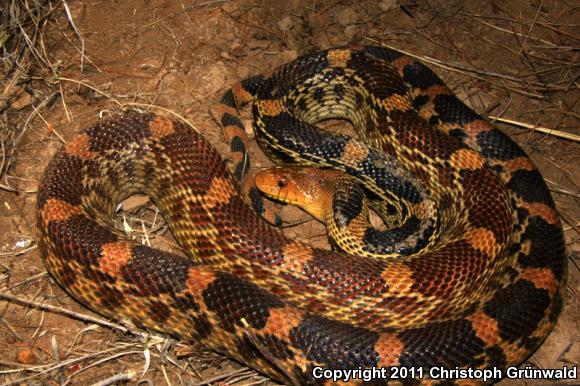 Mexican Bullsnake (Pituophis deppei deppei)