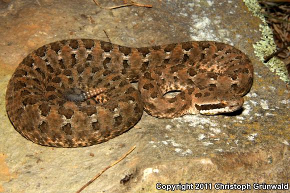 Western Dusky Rattlesnake (Crotalus triseriatus armstrongi)