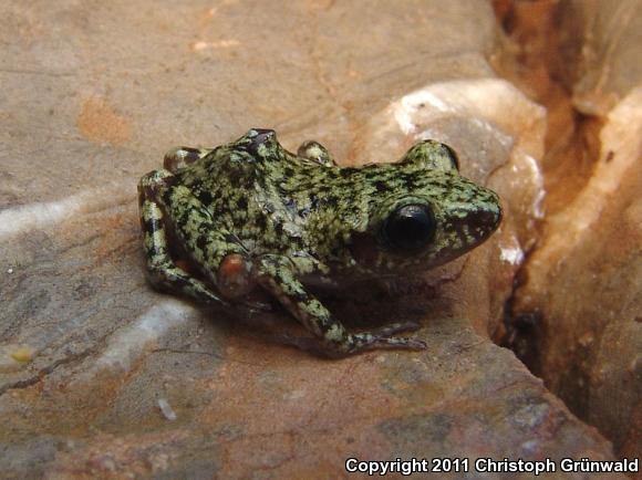 Bigear Chirping Frog (Eleutherodactylus verrucipes)