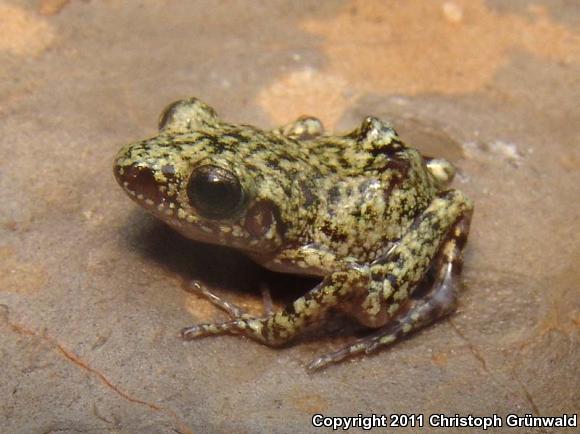 Bigear Chirping Frog (Eleutherodactylus verrucipes)